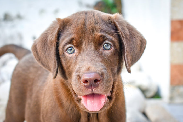 Quand détartrer les dents de son chien ?