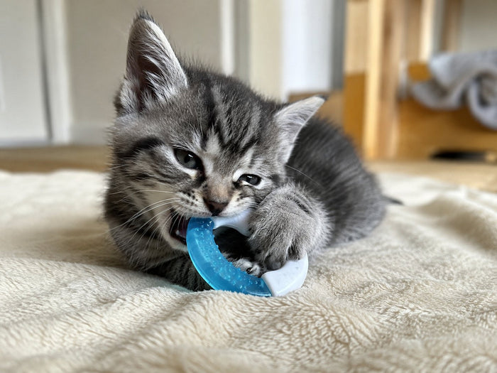 Mon chat pue de la bouche : causes et solutions