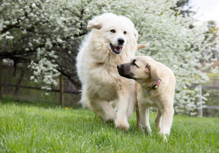 L'environnement social du chien influence-t-il sa santé ?