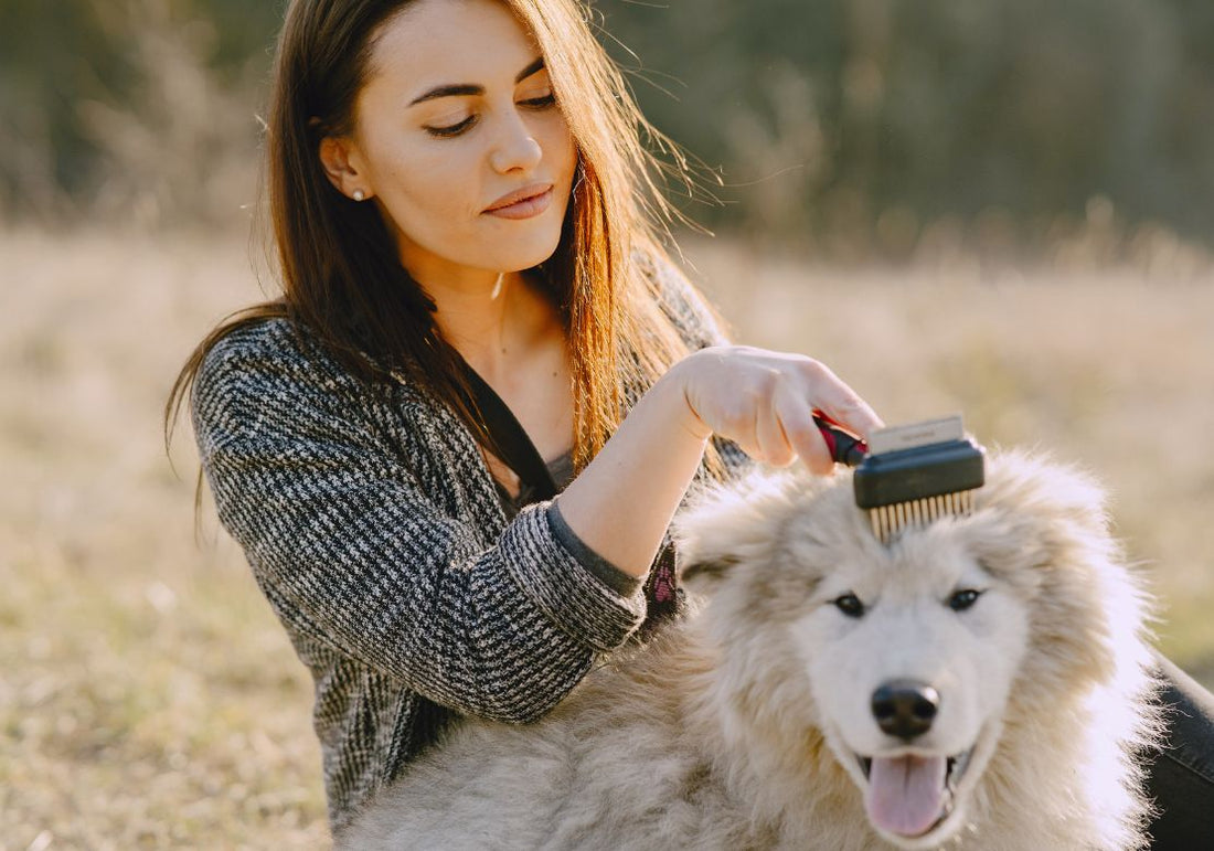 Mue de printemps du chien et du chat : les bons gestes