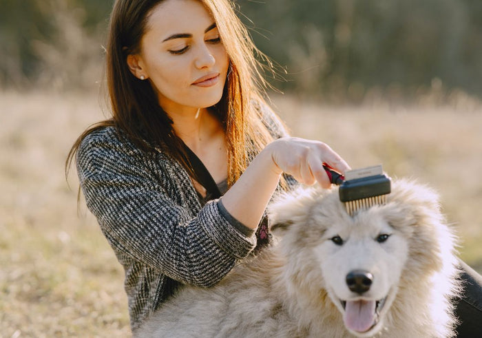 Mue de printemps du chien et du chat : les bons gestes