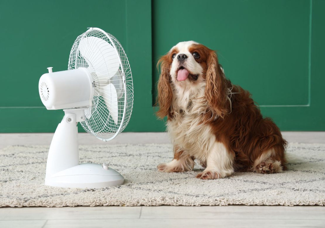 Coup de chaleur chez le chien et le chat : les gestes d'urgence