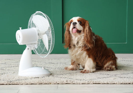 Coup de chaleur chez le chien et le chat : les gestes d'urgence