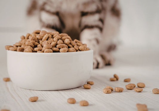 Bien nourrir son chat : croquettes, pâtée et idées reçues