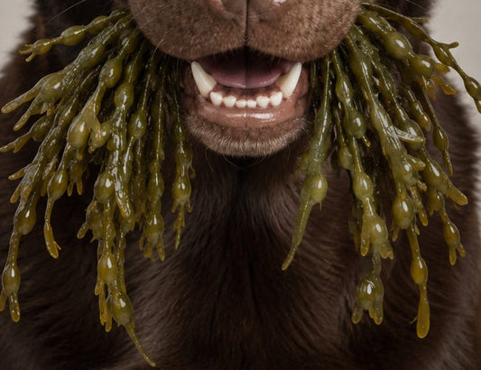 Gros plan de la gueule et des dents d'un chien