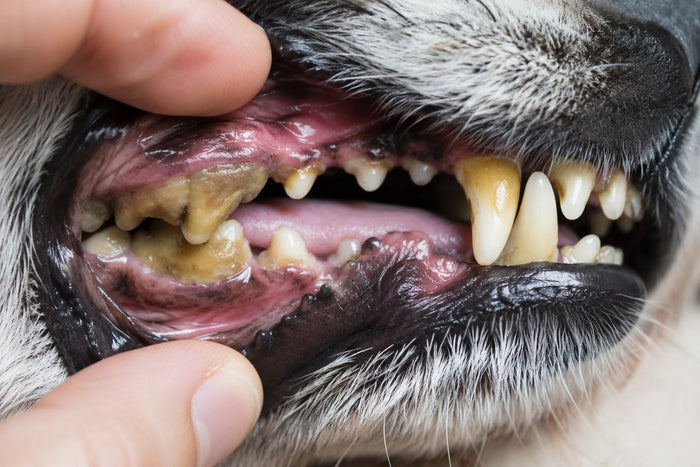 Comment enlever le tartre du chien naturellement ?