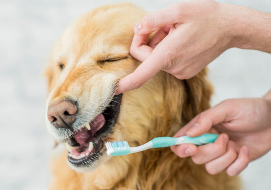 Santé bucco-dentaire du chien et du chat : le guide complet
