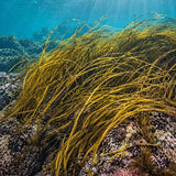Himanthalia elongata
